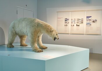 Sguardo sulla mostra «La Groenlandia nel 1912». L'orso polare simboleggia il riscaldamento globale. | © © Museo nazionale svizzero