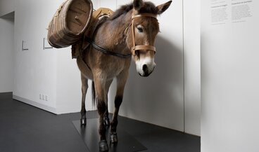 Präriertes Maultier das zwei hölzerne Fässer trägt, es ist in der Dauerausstellung "Entstehung Schweiz" als Objekt zu sehen